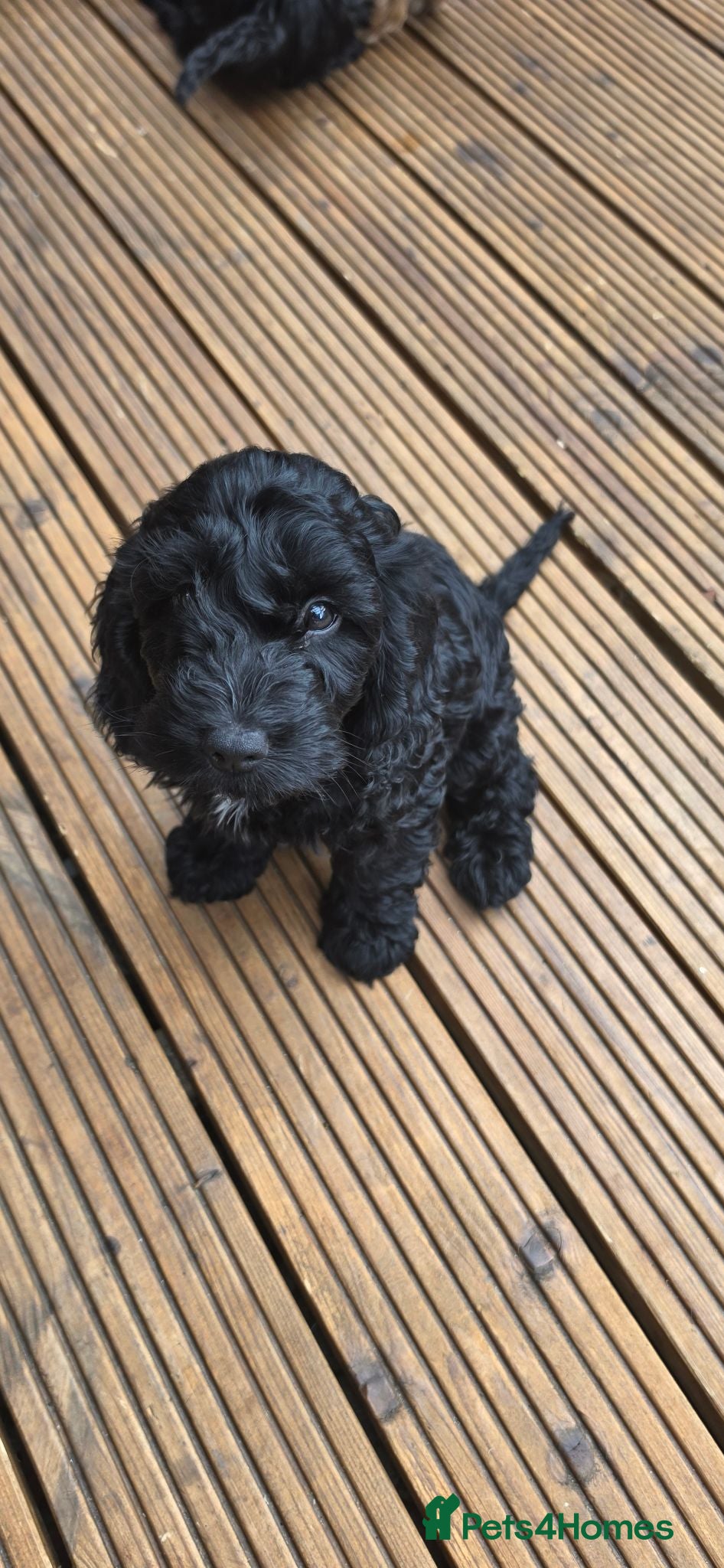 Cockapoo dogs 🐶 2 Gorgeous Cockerpoo Girls READY NOW 🐾💗 - Advert 1