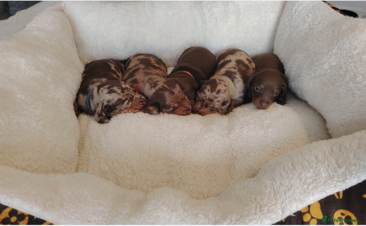 Miniature Dachshund dogs ❤️ 5 Adorable Mini Dachshund Puppies Ready to Love - Advert 11