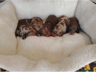 Miniature Dachshund dogs ❤️ 5 Adorable Mini Dachshund Puppies Ready to Love - Advert 17