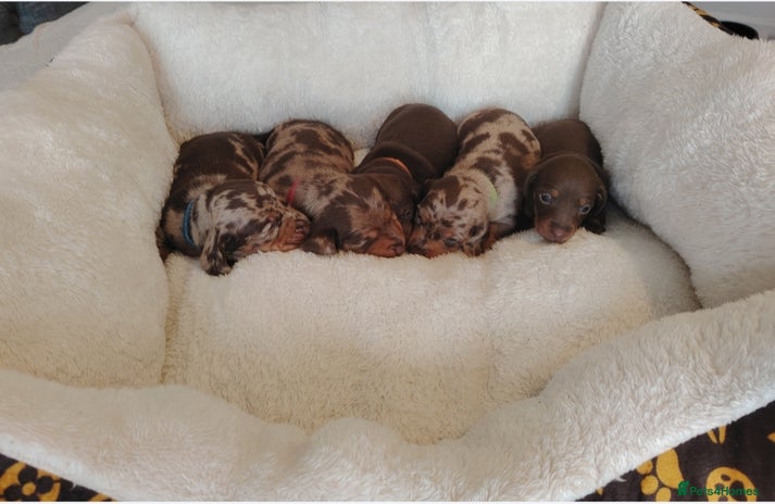 Miniature Dachshund dogs ❤️ 5 Adorable Mini Dachshund Puppies Ready to Love - Advert 11