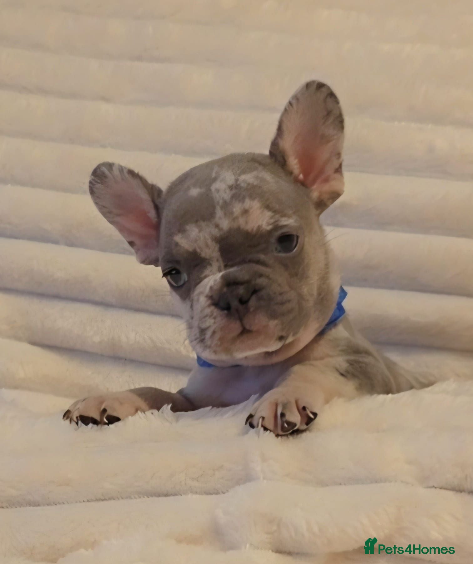 French Bulldog dogs Ready to leave 💯Tiny French Bulldogs 💯  - Advert 2