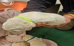 Goldendoodle dogs for sale: Quality goldendoodle puppies*4available,6reserved  - Image 16