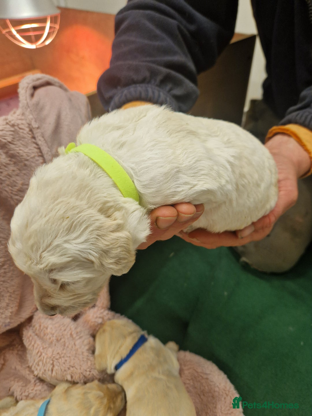 Goldendoodle dogs for sale: Quality goldendoodle puppies*4available,6reserved  - Image 16