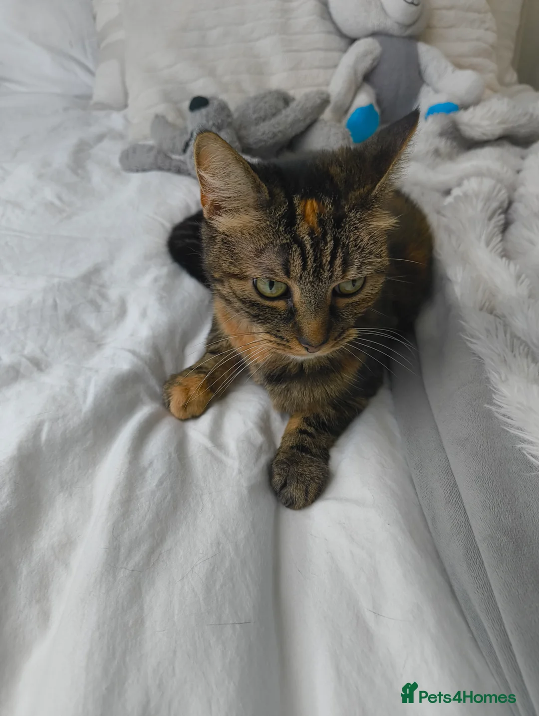 Mixed Breed cats for sale: 10 yo female cat looking for a new house  in Liversedge - Advert 2