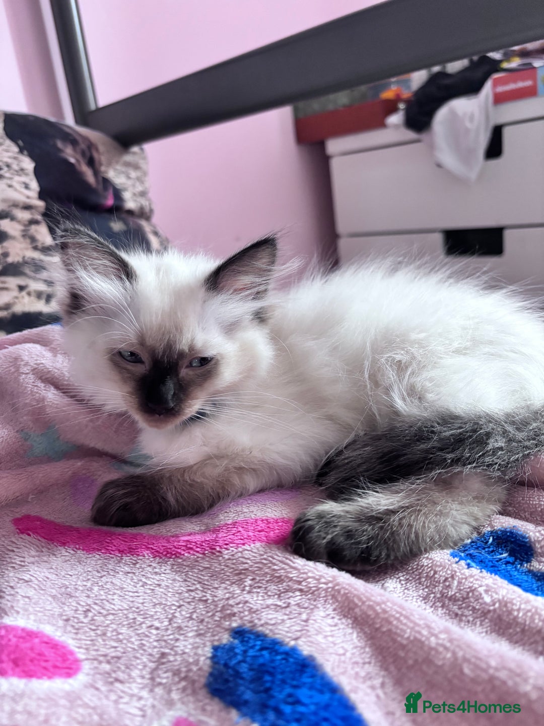 Ragdoll cats for sale: 🥰 Beautiful Radoll Kittens 😍 2 kitten left - Image 2