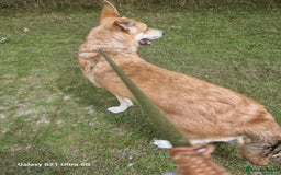 German Shepherd dogs for sale: Rehoming  gorgeous boy due to no fault of his own - Image 2