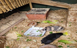 Rex rabbits for sale: Rehoming due to owners ill health - Image 2