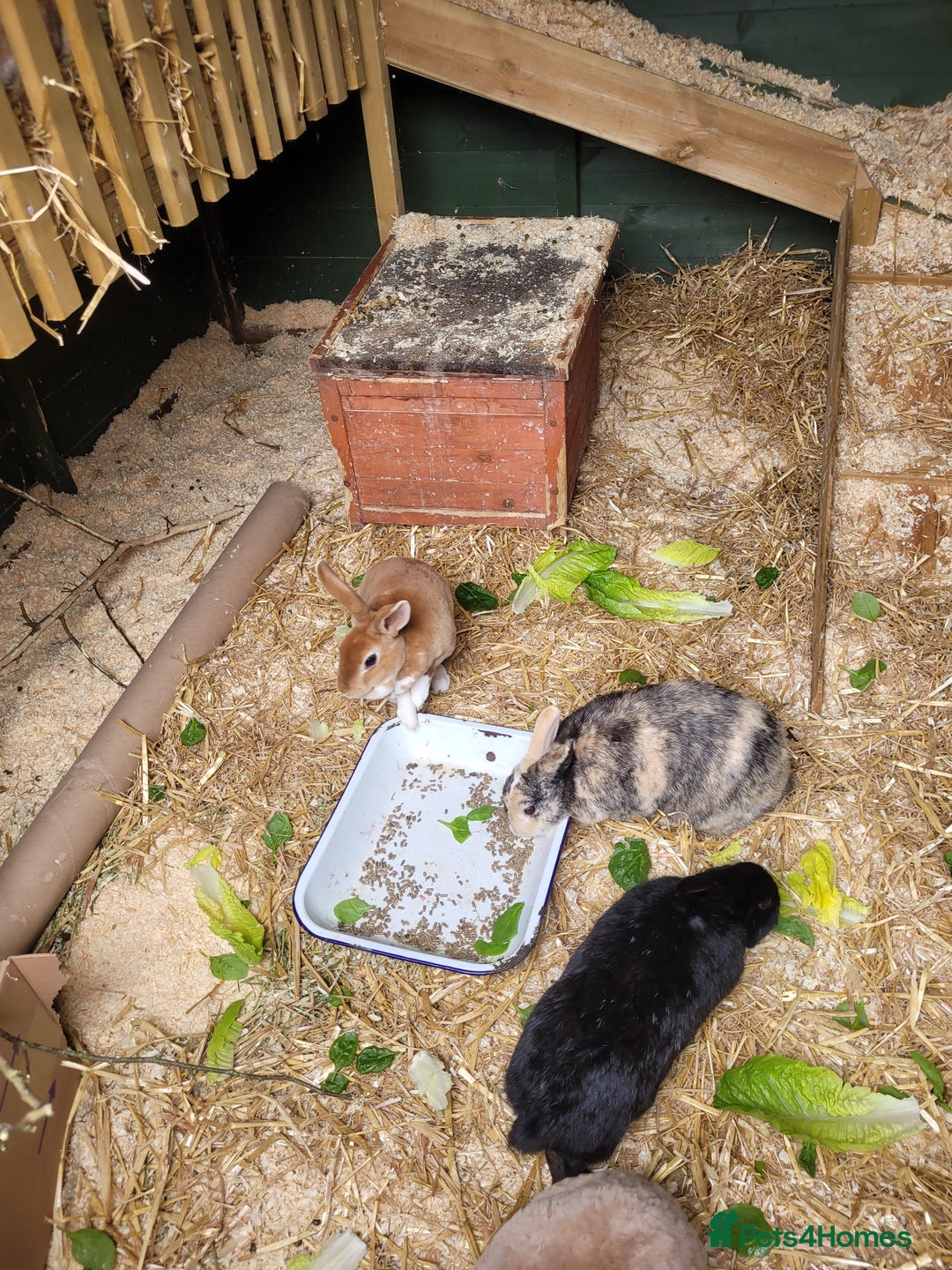 Rex rabbits for sale: Rehoming due to owners ill health - Image 2