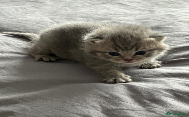 Exotic cats - Advert 1