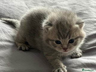 Exotic cats - Advert 1