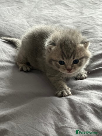 Exotic cats - Advert 1