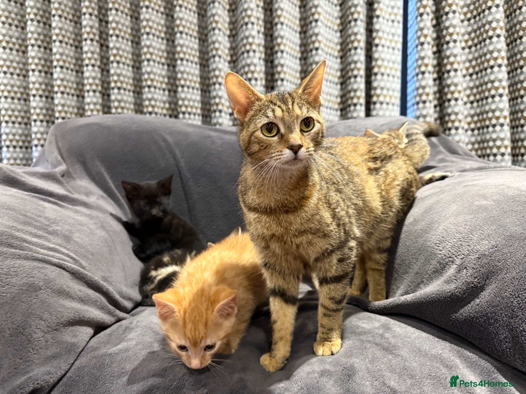 Mixed Breed cats Boys and girl READY NOW - Advert 2