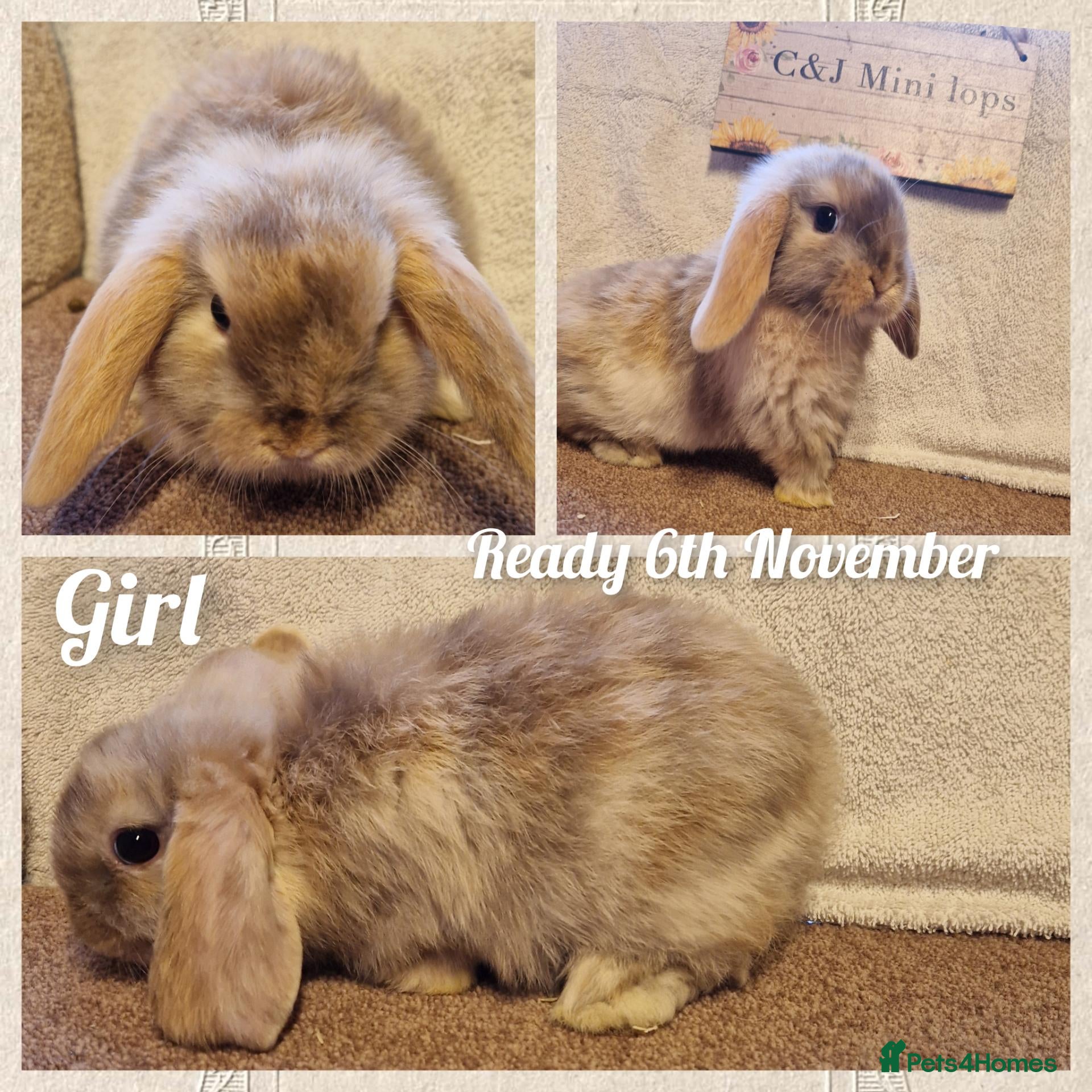Mini Lop rabbits for sale: Mini lop kits to reserve. Vetchecked&vaccinated. - Advert 1