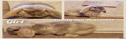 Mini Lop rabbits for sale: Mini lop kits to reserve. Vetchecked&vaccinated. - Advert 1