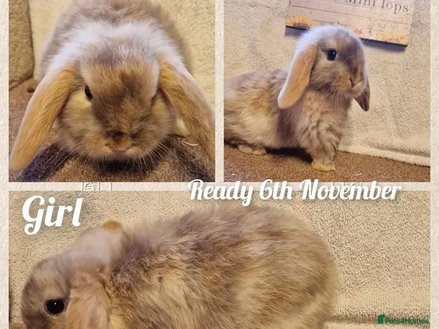 Mini Lop rabbits for sale: Mini lop kits to reserve. Vetchecked&vaccinated. - Advert 1
