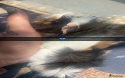 Guinea Pig rodents for sale: Variety of baby Guinea pigs  - Image 4