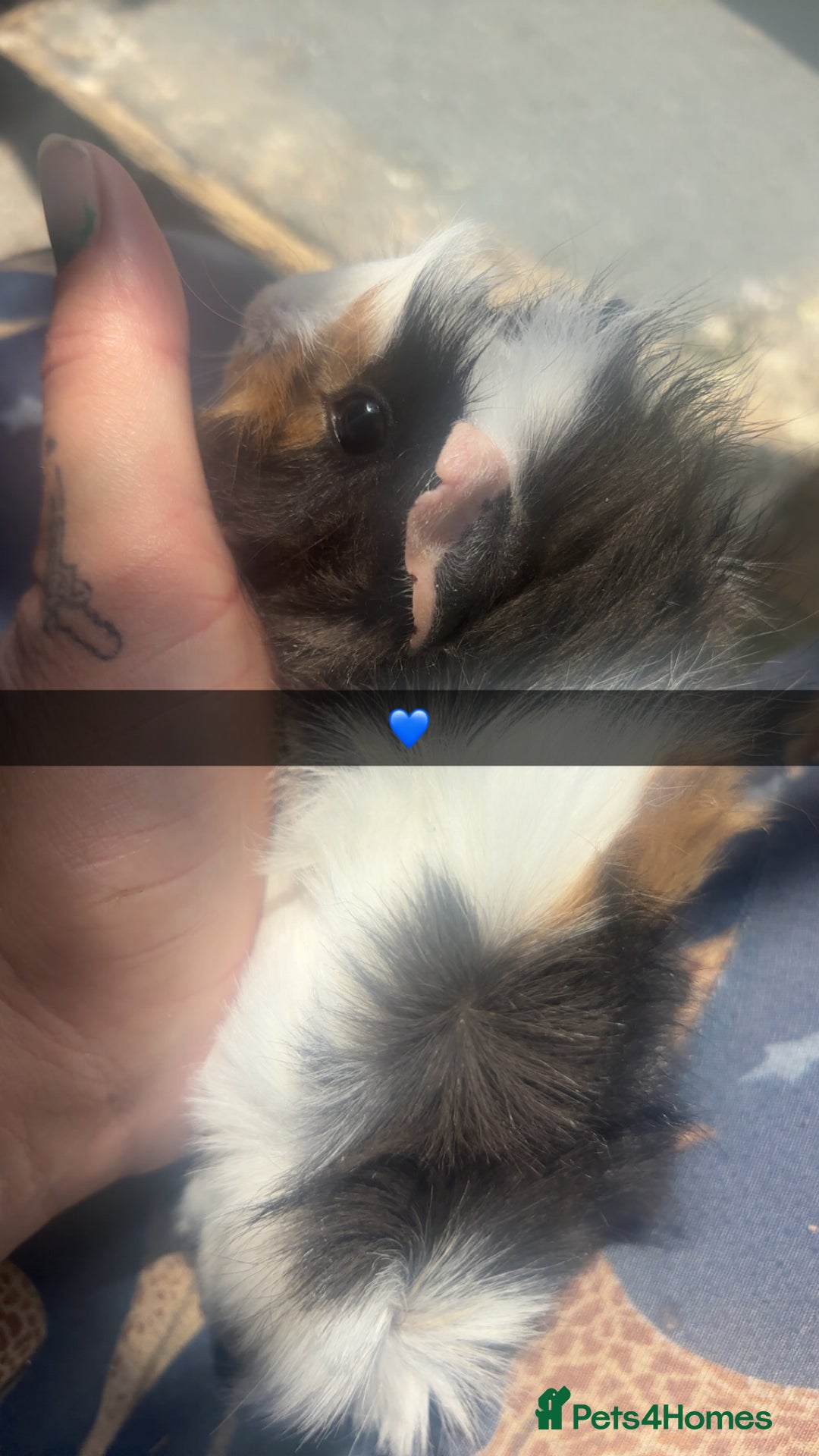 Guinea Pig rodents for sale: Variety of baby Guinea pigs  - Image 4