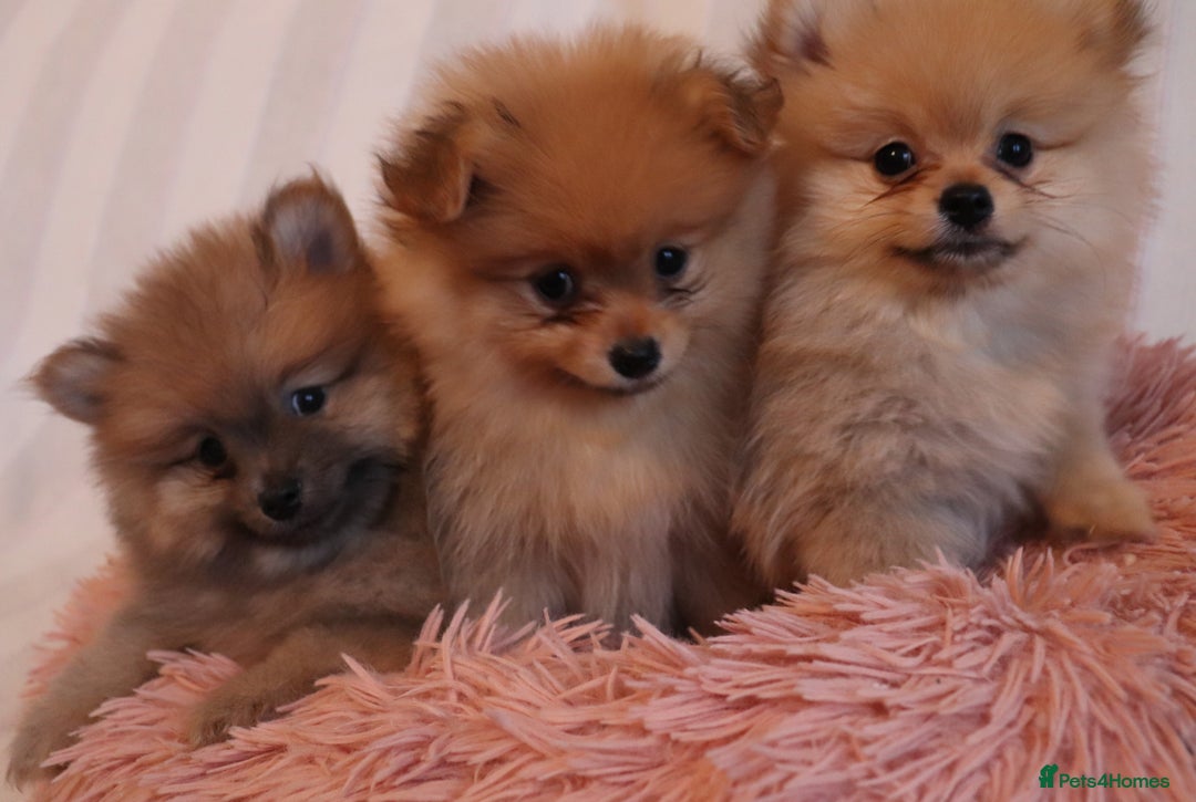 Pomeranian dogs for sale: Purebred Pomeranian Pups Raised with Love in LDN - Image 3