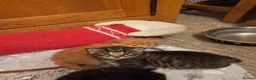 Maine Coon cats for sale: 4 gorgeous Maine coon X kittens - Advert 17