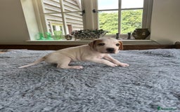 Pointer dogs for sale: KC reg Pointer Puppies - Image 25