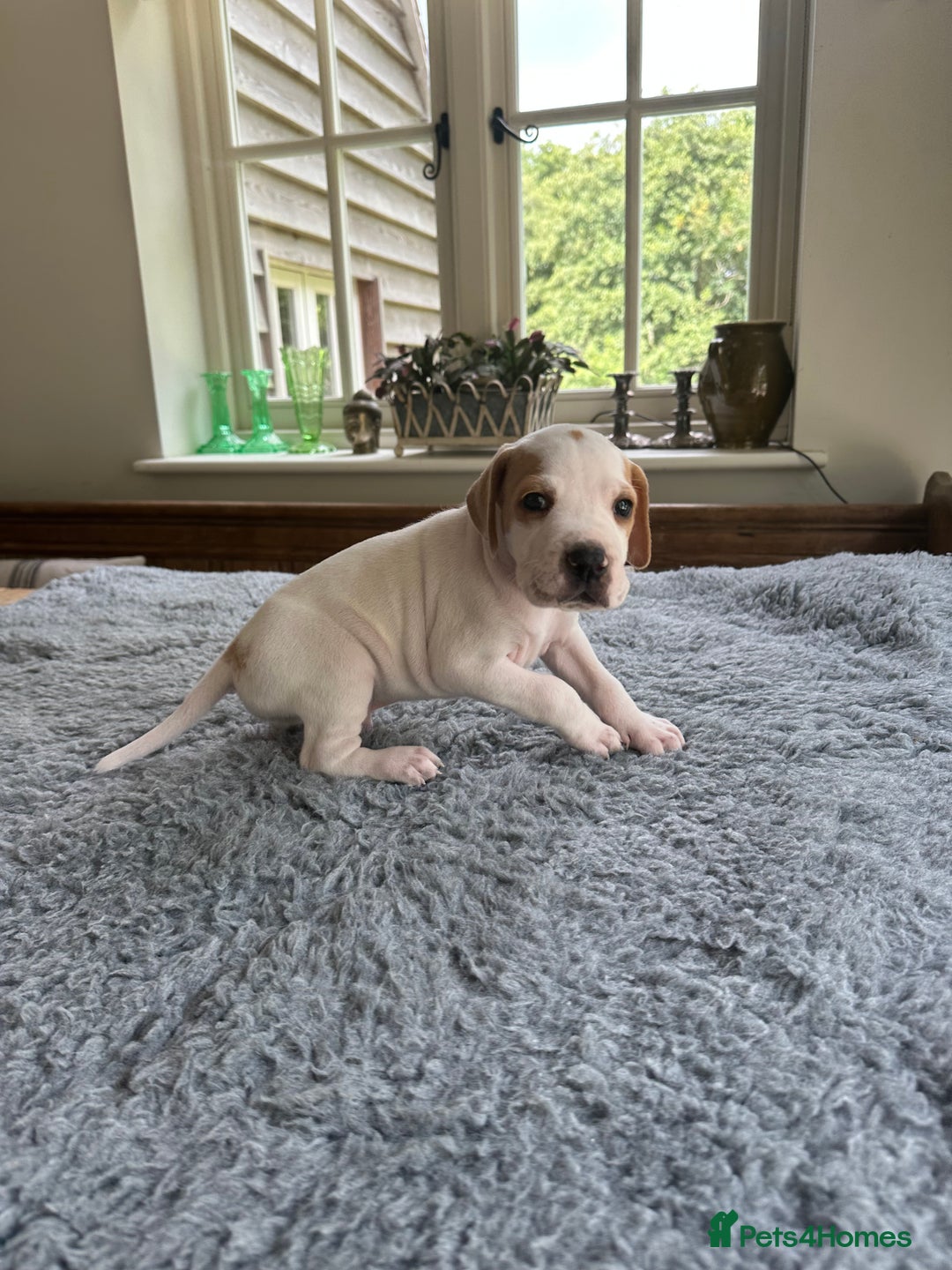 Pointer dogs for sale: KC reg Pointer Puppies - Image 25