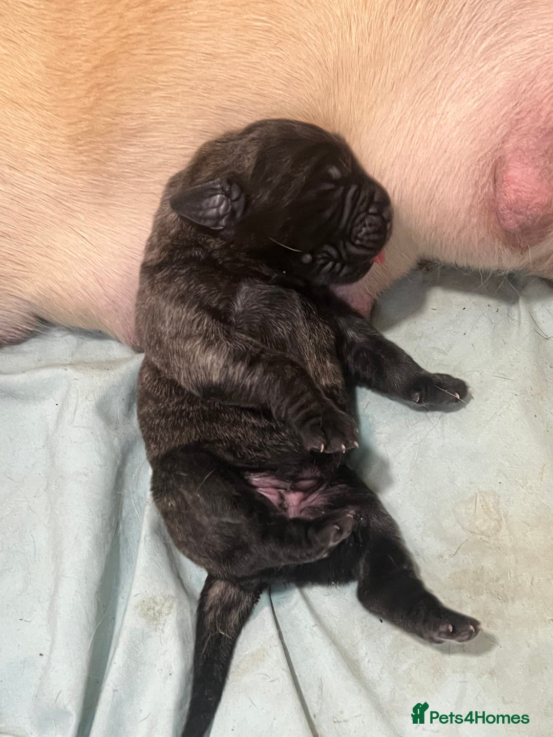 Mastiff dogs for sale: Outstanding English Mastiff - Advert 5