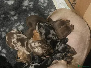 Miniature Dachshund dogs Stunning miniature dachshund puppies - Advert 1