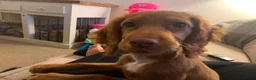 Cocker Spaniel dogs for sale: 🐾 Poppy – 4-Year-Old KC Registered Working Cocker - Advert 2