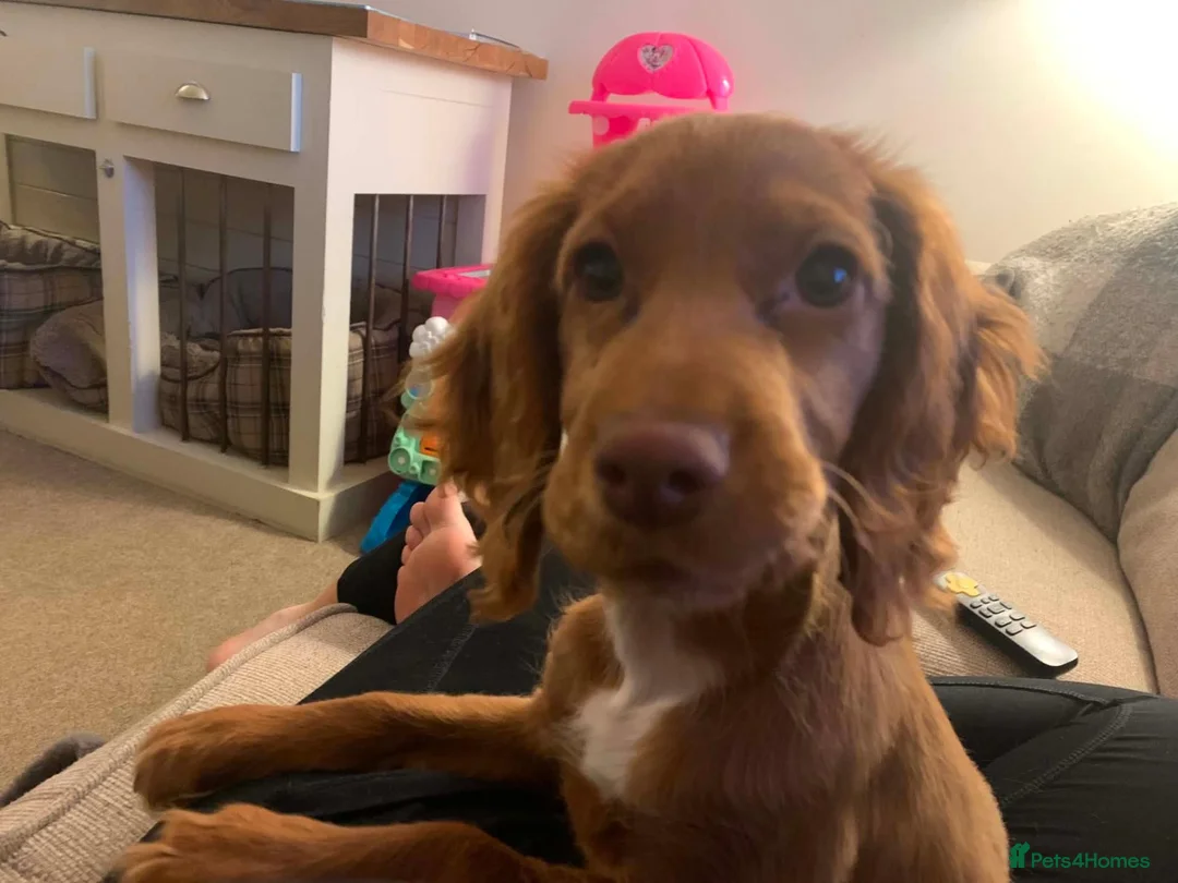 Cocker Spaniel dogs for sale: 🐾 Poppy – 4-Year-Old KC Registered Working Cocker - Advert 2