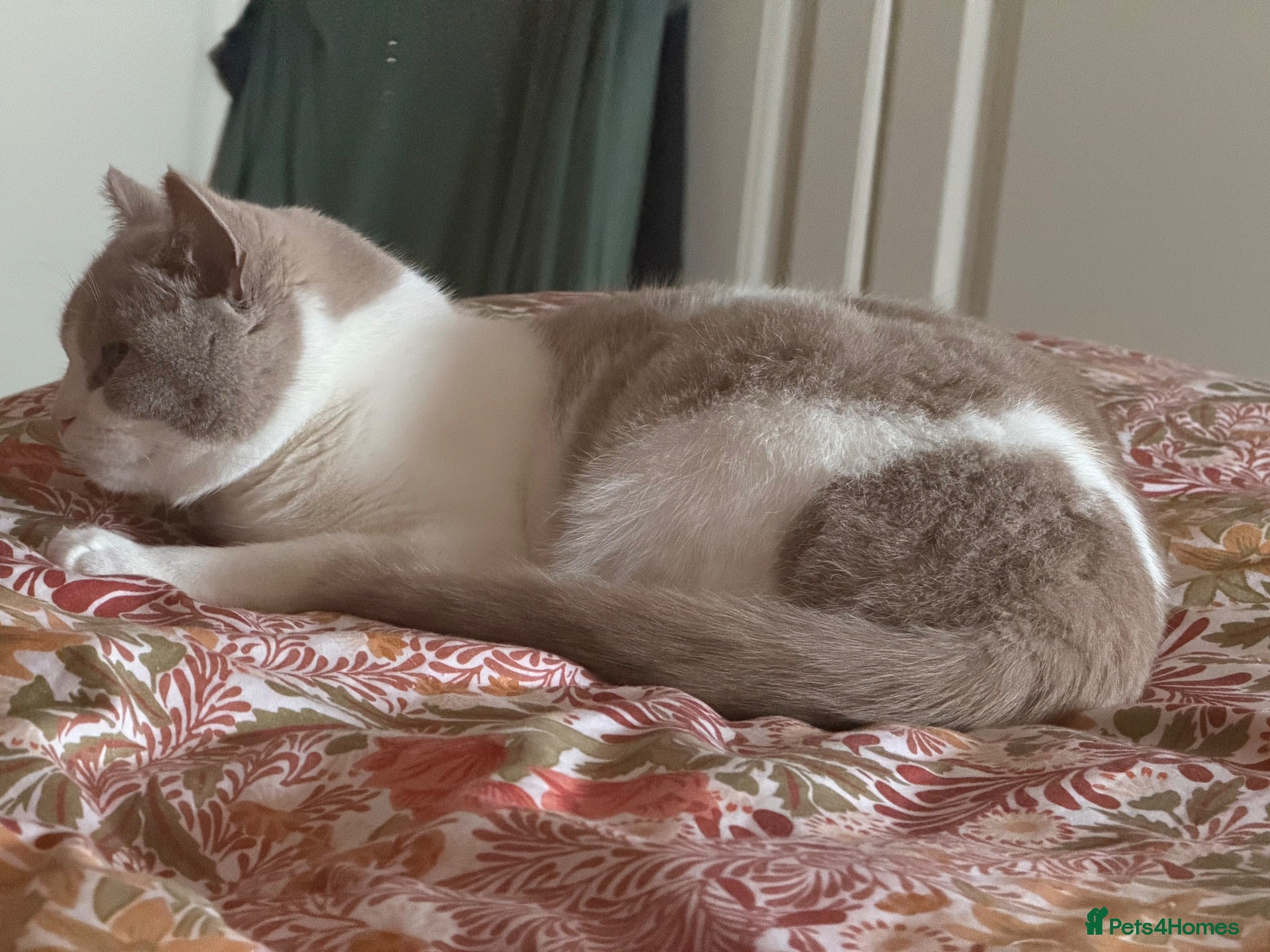 British Shorthair cats Bi Colour British Shorthair Kittens, Exc Pedigree  - Advert 1