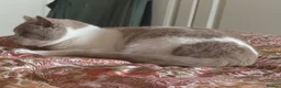 British Shorthair cats for sale: Bi Colour British Shorthair Kittens, Exc Pedigree  - Advert 1
