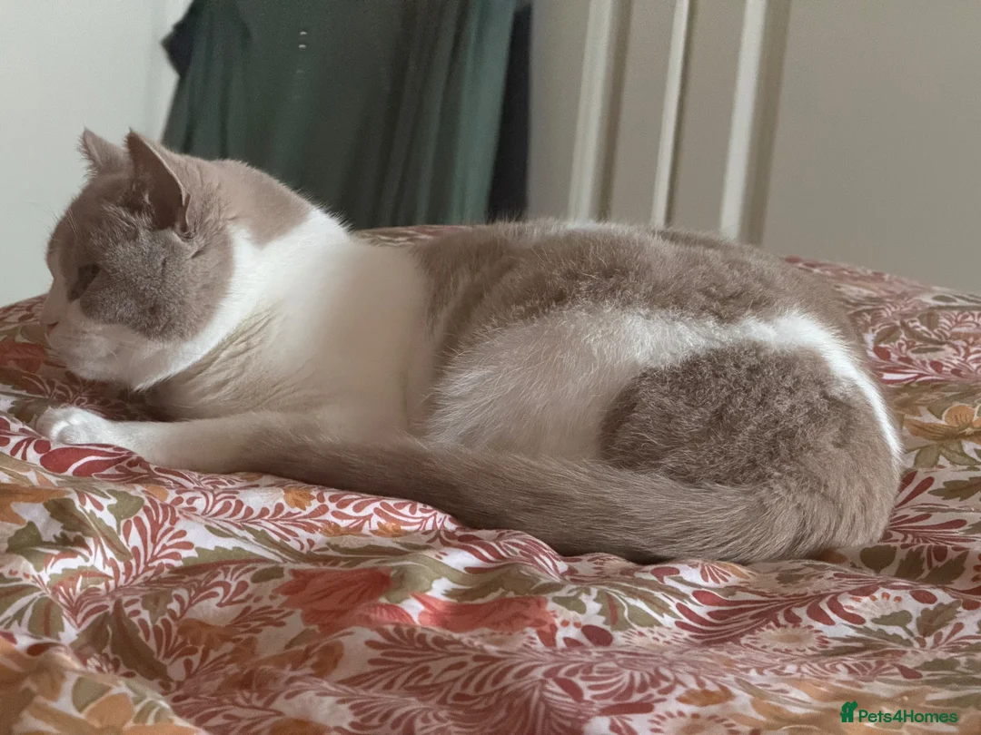British Shorthair cats for sale: Bi Colour British Shorthair Kittens, Exc Pedigree  - Advert 1