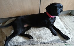 Labrador Retriever dogs for sale: Labrador puppy is looking for her forever home - Image 2