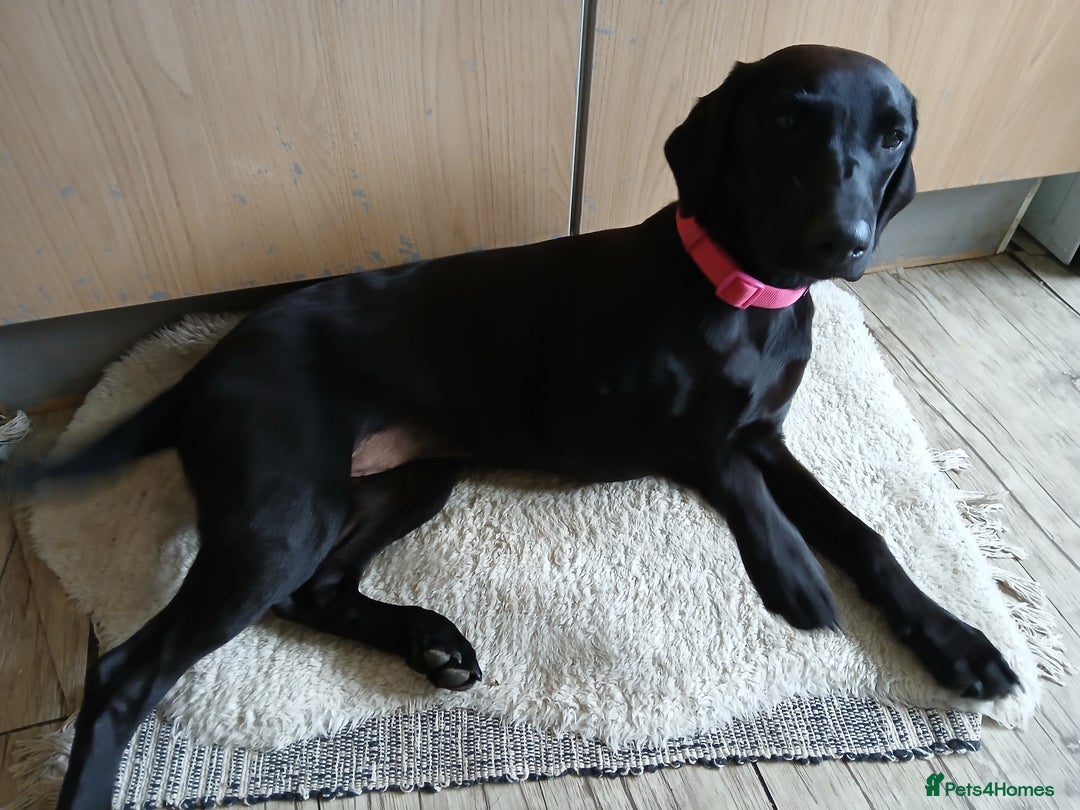 Labrador Retriever dogs for sale: Labrador puppy is looking for her forever home - Image 2
