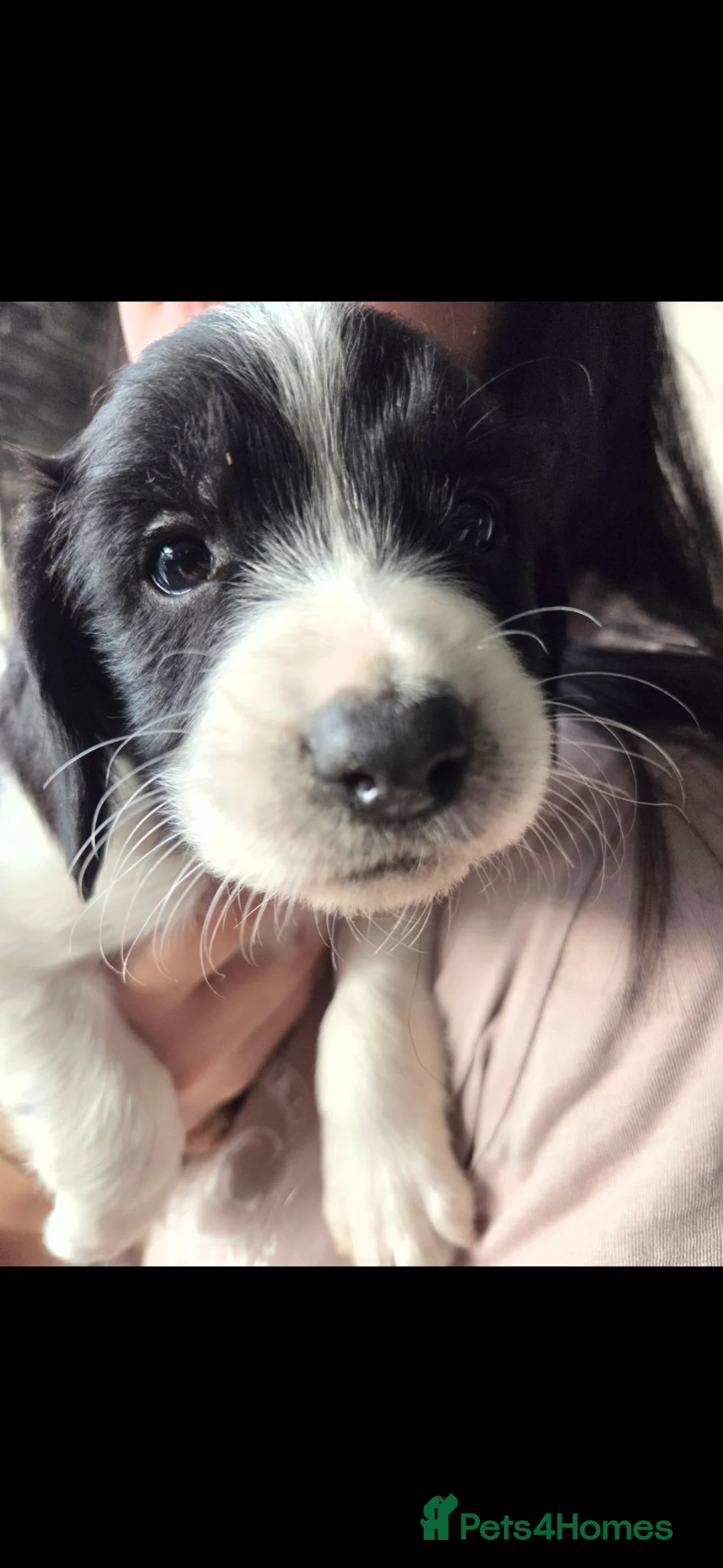 Cocker Spaniel dogs for sale: Puppys in Norwich - Advert 3