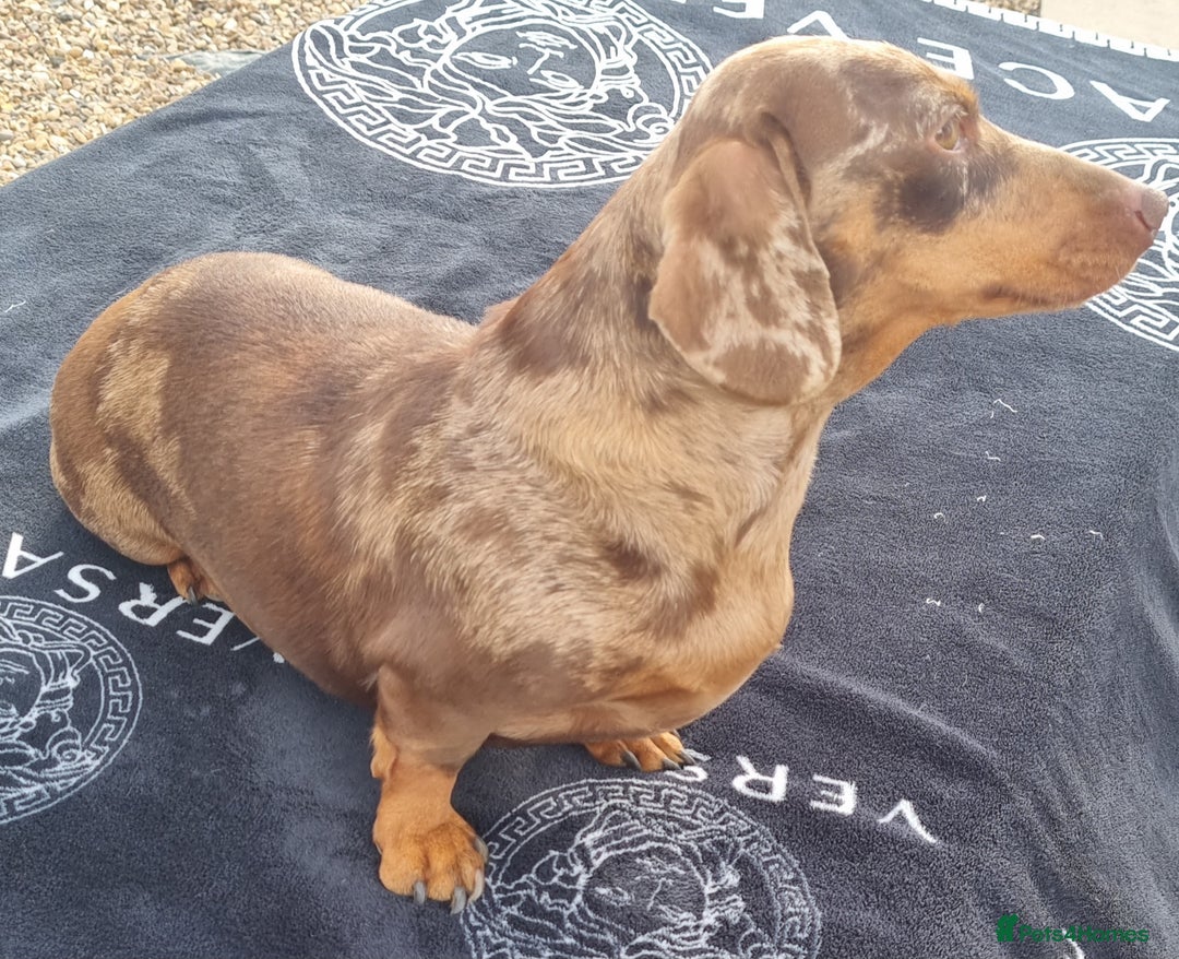 Dachshund dogs for sale: Beautiful Adult Feamel  - Image 9