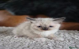 Ragdoll cats for sale: Quality Ragdoll Kittens - Image 17