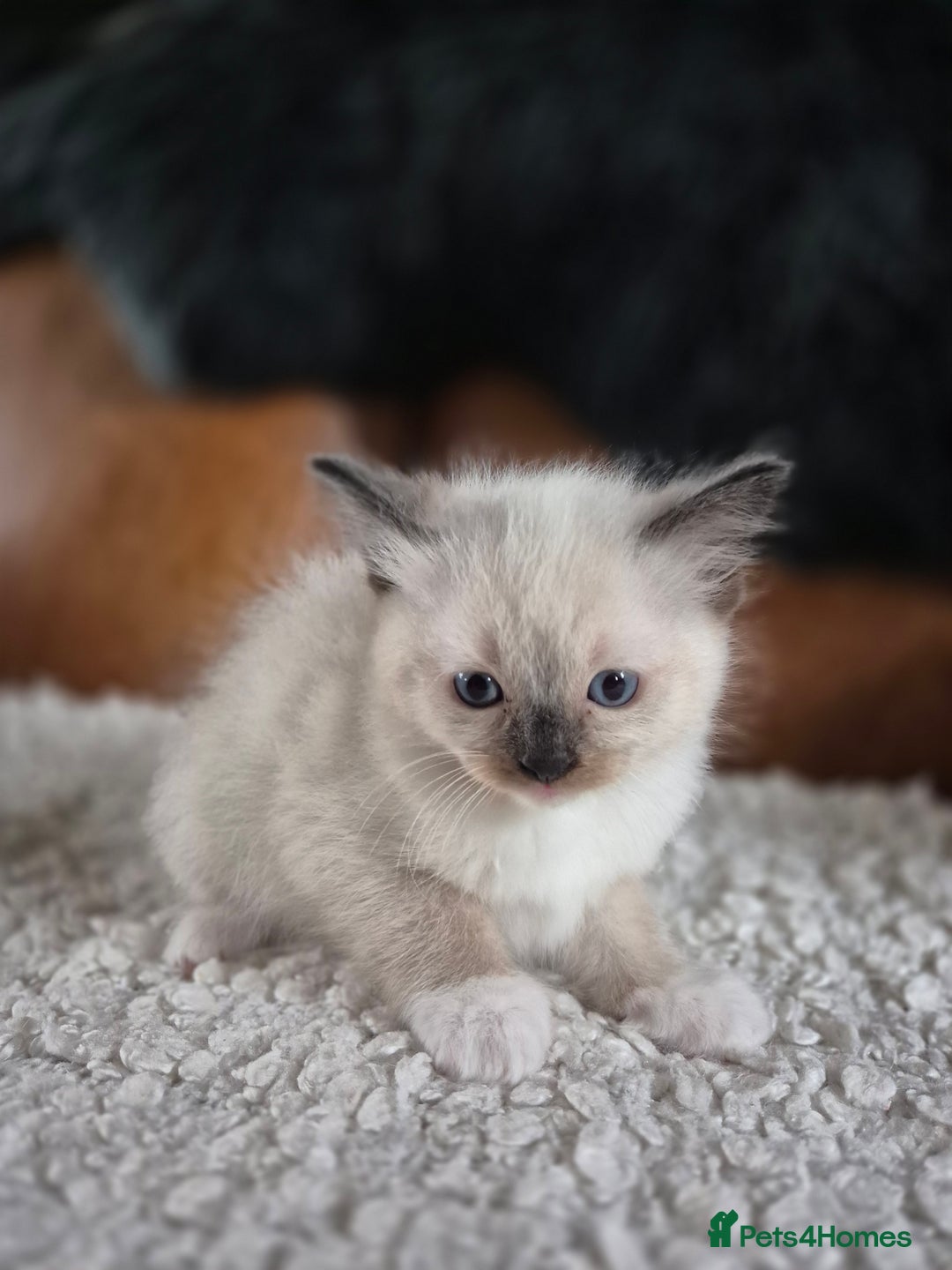Ragdoll cats for sale: Quality Ragdoll Kittens - Image 17