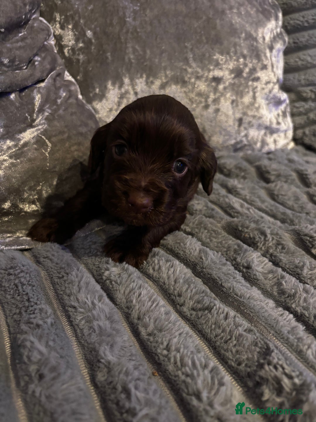 Cocker Spaniel dogs for sale: 8 beautiful cocker Spaniel puppies  - Advert 4