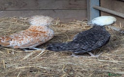 Chickens poultry for sale: Beautiful POL Pullets USA Silkies, Polish bantams  - Image 7