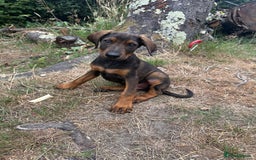 Mixed Breed dogs for sale: *ONLY 2 LEFT* Stunning Doberman/Shepheard PUPPIES - Image 8