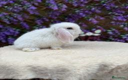 Mini Lop rabbits for sale: Mini lop sibling pair  - Image 16