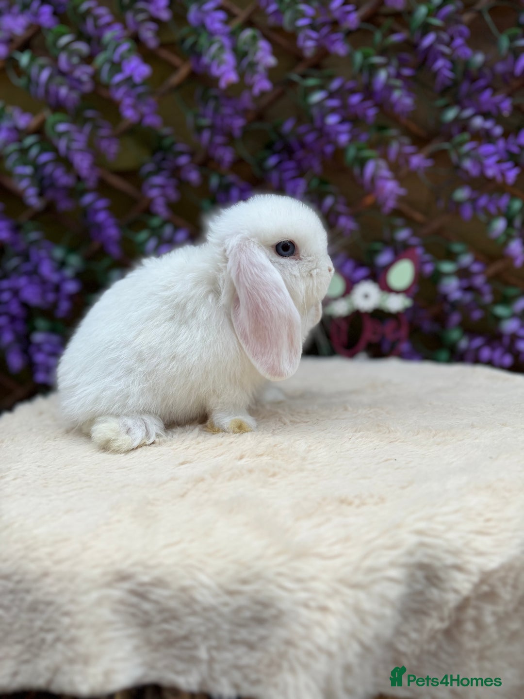 Mini Lop rabbits for sale: Mini lop sibling pair  - Image 16