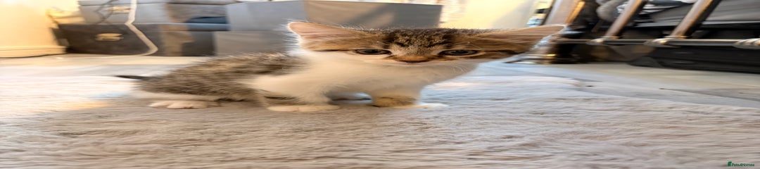 Mixed Breed Kitten 2