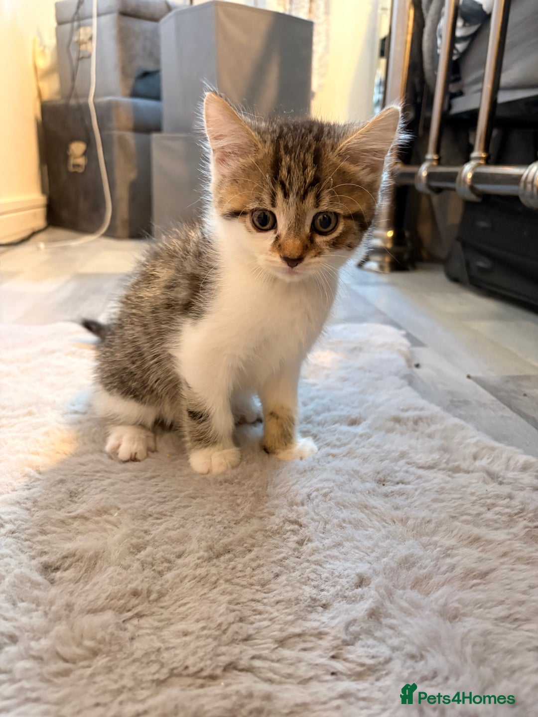 Mixed Breed cats for sale: mixed savvanh with domestic cat - Image 4