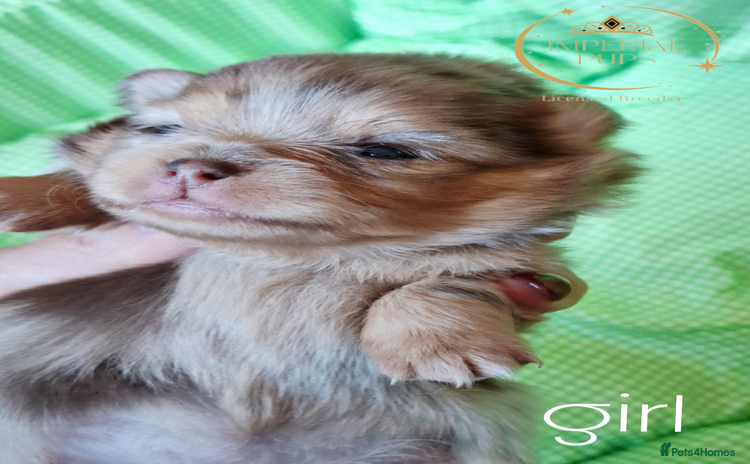 Pomeranian dogs  KC Teddy Face Merle, Black Exquisite Petite Girls - Advert 3