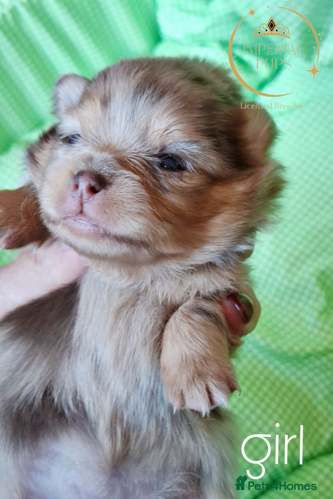 Pomeranian dogs for sale:  KC Teddy Face Merle, Black Exquisite Petite Girls - Advert 7