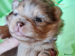 Pomeranian dogs KC Teddy Face Merle, Black Exquisite Petite Girls - Advert 6