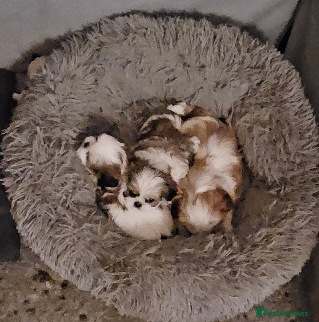 Mixed Breed dogs for sale: 4 beautiful little puppies chihuahua/shih tzu X - Advert 2