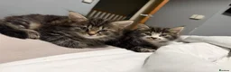 Mixed Breed cats for sale: BEAUTIFUL HOME REARED TABBY KITTENS ready 19/08/26 - Advert 29